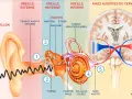 Le son est capté par le pavillon, son amplifié dans l'oreille, puis transmis au cerveau via le nerf auditif.