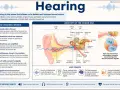 Le son est une vibration qui voyage dans l'air. L'image explique qu'est ce que le son et comment l'oreille le capte et le transmet au cerveau.