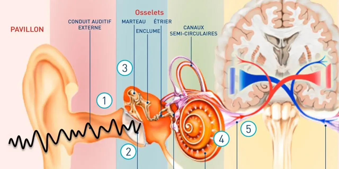 Le son est capté par le pavillon, son amplifié dans l'oreille, puis transmis au cerveau via le nerf auditif.